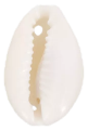 Charm Cauri naturel
